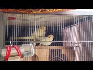 Accouplement de calopsitte تزوج طائر الكروان الجميل