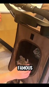 11 reactions | Kitten Rides NYC Subway Alone — Then Something Beautiful Happens ❤️  A tiny kitten boarded a New York subway — alone. It walked past passengers… until one woman picked it up. Then another woman left the train holding it. Was she adopting it? Here’s the heartwarming update. ❤️ #SubwayKitten #FeelGoodStory #AdoptDontShop #NYCRescue | The Daily Netizen | Facebook