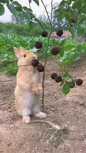 Myrica rubes, originating in China, is a truly indigenous fruit with a cultivation history of over 2,000 years. This sweet and sour fruit is so captivating that even small animals are drawn to it—look, the little rabbit is unable to part with it! | Real Time China