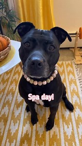 27K views · 2.9K reactions | spa day with Akira! 﫧 @akirablackpit 懶 beaded collar @hypnoticdogco AKIRA10  bear robe @toothandhoney AKIRA10 #bathtimefun #pitties #rescuedogs #rescuedogsofig #pitbullsofig #pitbullsofinsta #muttsofinsta #tippytaps | Akira Black Pit | Facebook