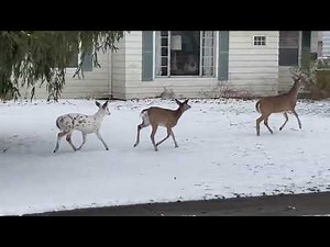 White deer seen prancing in Fairview Park snow