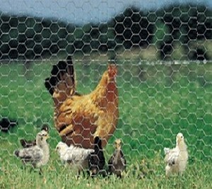 [Hot Item] Chicken Wire Mesh with Hexagonal Netting Galvanized Fence Chain Link