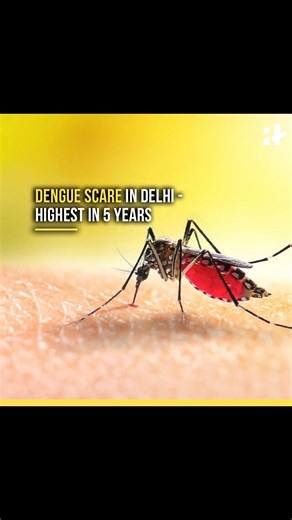 3.2K views · 18 reactions | Dengue Scare In Delhi With 5000 Cases—Highest In 5 Years | Indiatimes | Facebook