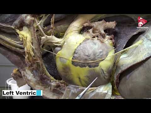 Dissection of the Horse Heart and Major Arteries: Left View