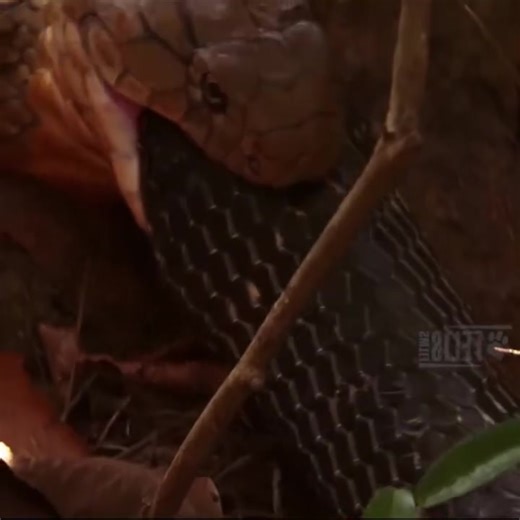 15 reactions | Giant Snake Eater eating king cobra!! Cannibalism in King Cobras. | Most Beautiful Nature Clicks | Facebook