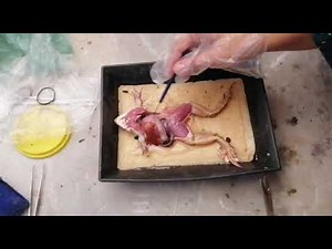 Frog Dissection | Internal Anatomy