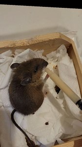 I've named our adult mouse patient 'Millie'. Thanks for all the great name suggestions! I actually didn't choose a name until this afternoon because, based on her condition this morning, I wasn't sure she was going to pull through 🥺 After her initial rebound yesterday, she then became lethargic again and wasn't eating or drinking on her own. I've continued to offer fluids and Emeraid IC Omnivore intensive care food by syringe. I'm also treating with antibiotics in case she was picked up by a ca