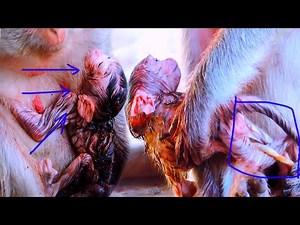 Incredible Moment! Newborn Monkey Baby’s First Steps – So Adorable! Amazing Wildlife Footage!