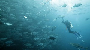 1K views | Incredible footage shows a diver swimming through shoal of fish  | Storytrender | Facebook