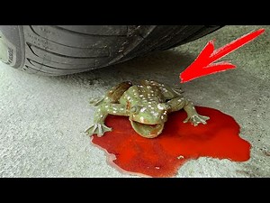 Experiment Car vs asmr Frog (TOY)! Experiments and Crunch things with car
