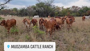 3.1K views · 86 reactions | Breeding for future Generations | Mudzamba Cattle Ranch | Facebook