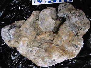 12 Most Recent and Interesting Science News