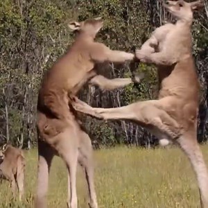 Great battle between two aggressive kangaroos | Love Animals