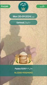Commodity : Paddy 1509 Date : 30th Sep 2024 Station : Sahiwal, Punjab Rate: 3,200 - 4,100 Arrival: 21,000 (60 kg per bag) Sold: 19,000 (60 kg per bag) Quality: A,B,C Update: 100rs increase due to better quality. اجناس : دھان ۱۵۰۹ تاریخ : ۳۰ ستمبر ۲۰۲۴ مقام : ساہیوال، پنجاب ریٹ : ۴,۱۰۰-۳,۲۰۰ روپے/ من آمد: ۲۱,۰۰۰ (۶۰ کلو فی بیگ) فروخت: ۱۹,۰۰۰ (۶۰ کلو فی بیگ) معیار: A, B, C اپ ڈیٹ : بہتر معیار کے مال کی وجہ سے ۱۰۰ روپے کی تیزی۔ Join our Sesame WhatsApp Group for daily updates on arrivals, quality, 