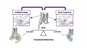 Nikhil Urs » McKnight Brain Institute » University of Florida