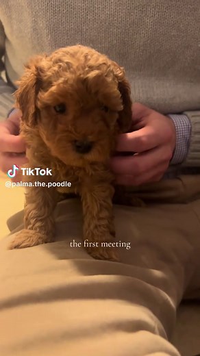 Adorable Toy Poodle's Heartwarming Moment