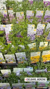 Morzine Source Magazine on Reels