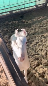 2.7K views · 72 reactions | Amazing colt  - Beautiful horse baby  #colt #horses #animallover #horselife | Indian Animals And Birds | Facebook