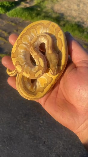 Apollo our butter hurricane hypo h/rainbow🔥🔥 | James Burgess