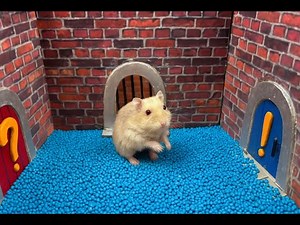 Mystery Hamster: Can You Guess What’s Behind Each Door?