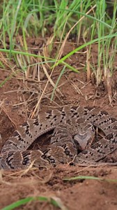 Very defensive Rhombic Night Adder (Causus rhombeatus) not chuffed about having his rock lifted. Follow Insta reptile for more... 🎥: herpexploration #instareptile #reptilesofinstagram #reptiles #snakesofinstagram | Insta reptile