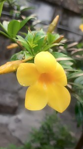 Allamanda cathartica flowers #Allamandacathartica #flowers #plants #nature #viral #trending | Blooming Nature Tales