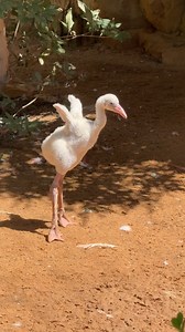 Baby flamingo cuteness compilation! . . . #animals #cuteanimals #birds #flamingos #babyanimals | San Antonio Zoo