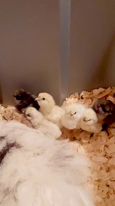 4.7K views · 72 reactions | My silkies are hatching chicks like crazy since we moved. A lot are spoken for but I still have some available. I have beautiful splash, and blue. We are closed to Duncan Oklahoma. These are gorgeous babies and will be bearded with large crests. Chicks are $20. #chicks #silkies #silkiechicks #oklahoma | Kara’s chicken coop | Facebook