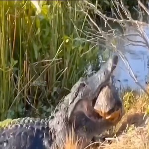 60K views · 186 reactions | When the turtle meets the crocodile, his hard shell and sharp teeth, who will be | Crystal Handmade | Facebook