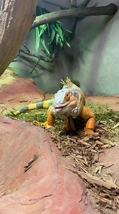 This is Iggy! An orange, Green Iguana! Donated to reptilia a few months ago from another Institution, he served as an education ambassador for roughly 5 years, after being confiscated from his first owner. Iguana’s can be incredible pets but we have to ensure we do our research before hand! They can reach lengths of over 6 feet, climb, and sport some pretty gnarly claws! Without a proper enclosure size, lighting, diet and humidity reptiles are prone to a number of issues. And Iggy was definitely