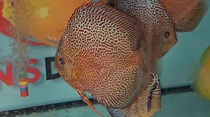 Penang eruption | Chens Discus UK