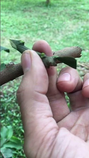 grafted lychee tree with many fruits
