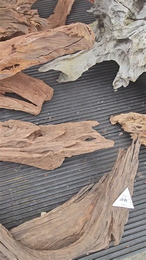 1.8K views · 18 reactions | Some amazing Driftwood and Mangrove wood just in stock this morning. If your looking to rescape soon, nows the time to come grab first choice. :-) :-) | Riverside Aquaria | Facebook