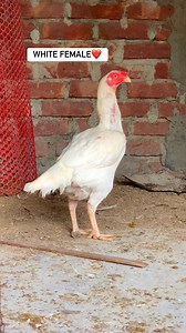 3.4K views · 18 reactions | White breeding female #aseel #asil #gamefowl | Sohan Aseel | Facebook