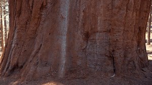 Général Sherman Tree - l'arbre le : vidéo de stock (100 % libre de droit) 3668204671 | Shutterstock