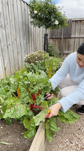Rainbow Silverbeet 🌈 for Sinigang salmon🍲 #Cooking #fyp #contentcreator #foodie | Simply Tine