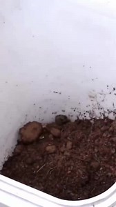 Potager fait maison La passion du vert Benin Fruits & Fleurs | Benin Fruits & Fleurs