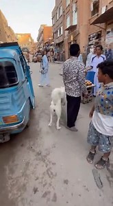 37K views · 180 reactions | "Epic AI Scene: Camel Jumps from the Roof!" #reels #reelsvideo #viral #trending #foryou #fyp #reelstrending #viralvideo #ai #aivideo #animals #funnyvideo #explore #mustwatch #reelsinstagram #facebookreels #tiktokreels #wow | Mohamed Refaat | Facebook