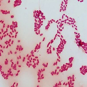 Azotobacter Chroococcum