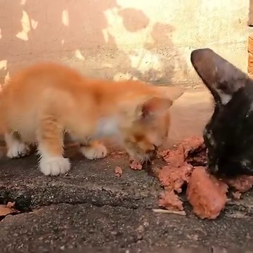 Poor kitten stay with grandma at pagoda | The Gohan And Cats