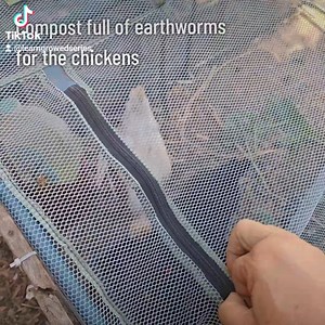 Because our chickens can't safely free-range, anymore, because of the threat posed by hawks and coyotes, we have to supplemnt their diets sometimes with earthworms from our vermiculture composter, here at the Learn & Grow Sustainability Learning Center. We just put one of the composter trays in their pen and let them scratch and peck. It not only gives them a great earthworm snack, but it also helps break up the contents of the composter tray for when we return it to the composter, which makes i