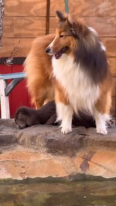 5.3K views · 432 reactions | I think Stevie the sheltie’s next Halloween costume should be Nana from Peter Pan 凉 thoughts? #cute #animals #dogs | Dark Wings Wildlife & Education | Facebook