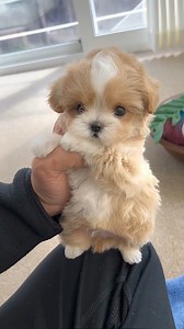 beauty of eyes | My shih tzu