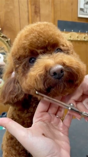 12K views · 254 reactions | Mo the Poodle needs to send me the contact info for his lash tech immediately. #miniaturepoodlegroom #doggrooming #dogtransformation #jessronagrooming | Jess Rona Grooming | Facebook