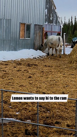 Sometimes he beats on that door. Maggie is just an itchy girl. #theburrowatarcticacres #northernrosebudalaska #alaskaaberdeen #americanaberdeenangus #farmalaska #speckleparkcattle #alaskacattle #alaskapony | Northern Rosebud Farm
