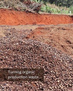 𝗛𝗶𝗴𝗵-𝗽𝗿𝗼𝘁𝗲𝗶𝗻 𝗳𝗲𝗲𝗱 𝗳𝗿𝗼𝗺 𝘄𝗮𝘀𝘁𝗲? 𝗬𝗲𝘀, 𝗶𝘁’𝘀 𝗽𝗼𝘀𝘀𝗶𝗯𝗹𝗲! 🐛 Through our partnership with Omnivore Recycling, we continue to turn organic production waste into valuable Black Soldier Fly (BSF) larvae — a sustainable, protein-rich feed for livestock. 𝗧𝗵𝗲𝘀𝗲 𝗶𝗻𝘀𝗲𝗰𝘁 𝗹𝗮𝗿𝘃𝗮𝗲 𝗵𝗲𝗹𝗽 𝗳𝗮𝗿𝗺𝗲𝗿𝘀: ✔ Raise healthy animals ✔ Reduce reliance on expensive & unsustainable feeds like soy and fishmeal ✔ Benefit from circular farming with local resources We app