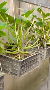 17K views · 28 reactions | DIY Growing Zucchini At Home And The Miracle Happened Zucchini Is Extremely Fruity | Home & Garden | Facebook