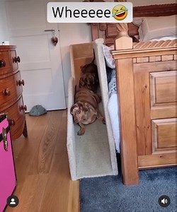 37K views · 1.4K reactions | Wheee 藍 . . . @wimblepoochies | Dachshund World | Facebook