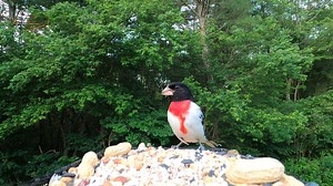 Rose-breasted Grosbeak, Northern Cardinals, Common Grackle (molting cardinal at the end) | Critter Cam