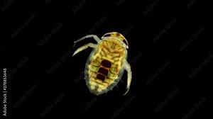 adult larva of the water bug Notonecta glauca under a microscope, lives mainly in ponds and rivers, can fly, does it at night, is a predator, the larva feeds on plankton, and an adult can even attack